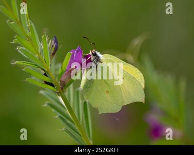 Brimstone Butterfly si nutre di Common Vetch Foto Stock