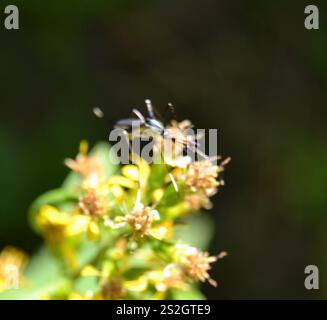 Zanzara elefante (Toxorhynchites rutilus) Foto Stock
