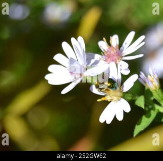 Ape sudorata verde pura (Augochlora pura) Foto Stock