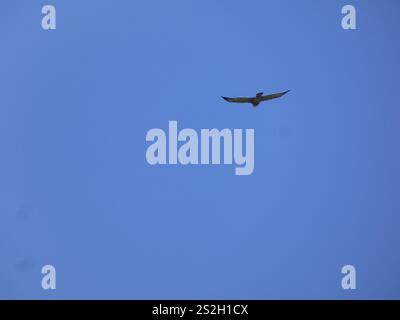 Falco dalla gola bianca (Buteo albigula) Foto Stock