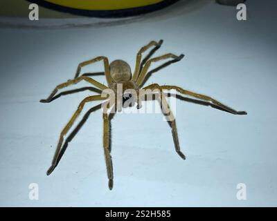 Ragno granchio gigante (Olios giganteus) Foto Stock
