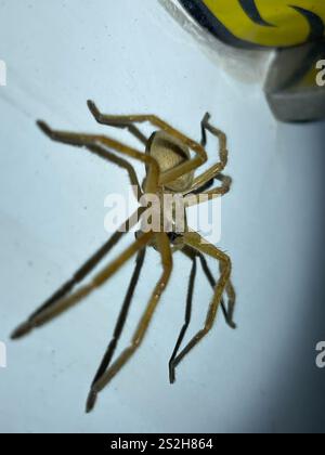 Ragno granchio gigante (Olios giganteus) Foto Stock