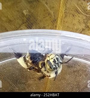 Ape da scarificatore a quattro strisce (Amegilla quadrifasciata) Foto Stock