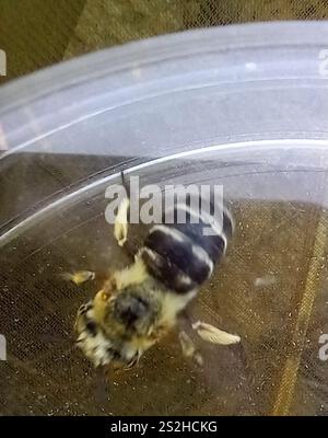 Ape da scarificatore a quattro strisce (Amegilla quadrifasciata) Foto Stock