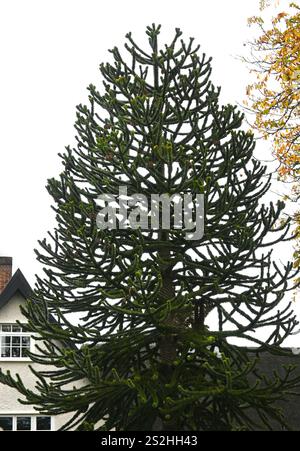 Monkey puzzle tree Foto Stock