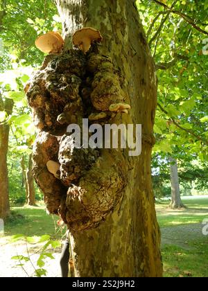 Un burrone su un vecchio albero, permeato da sottili fili fungini. I funghi colonizzano il burl e creano un'opera d'arte naturale unica. Foto Stock