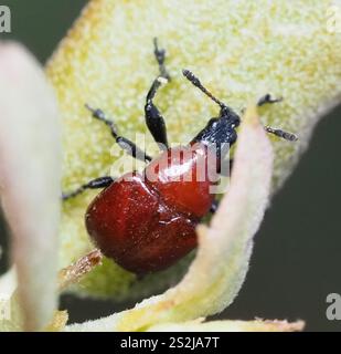 Rotolamento di foglie di quercia (Homoeolabus analis) Foto Stock