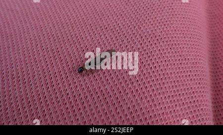 Termite di legno secco (Kalotermes flavicollis) Foto Stock