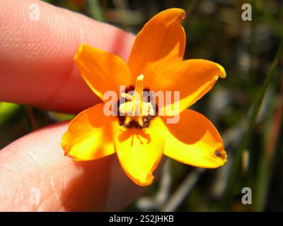 Giglio di mais africano (Ixia maculata) Foto Stock