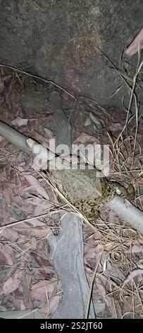 Rospo della California (Anaxyrus boreas halophilus) Foto Stock