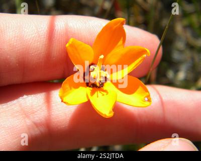 Giglio di mais africano (Ixia maculata) Foto Stock