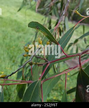 Corteccia rossa (Eucalyptus macrorhyncha) Foto Stock