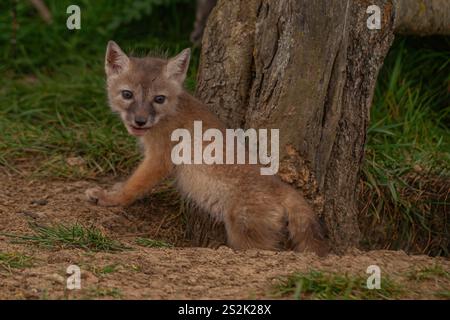 Un kit Corsac di otto settimane fa (Vulpes corsac) ha fotografato emergendo dalla sua tana vicino a un vecchio albero e guardando direttamente la macchina fotografica. Foto Stock