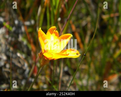 Giglio di mais africano (Ixia maculata) Foto Stock