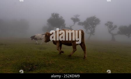 Due mucche pascolano su una prateria nebbiosa, con alberi sparsi sullo sfondo. La nebbia crea un ambiente rurale sereno e suggestivo. Foto Stock