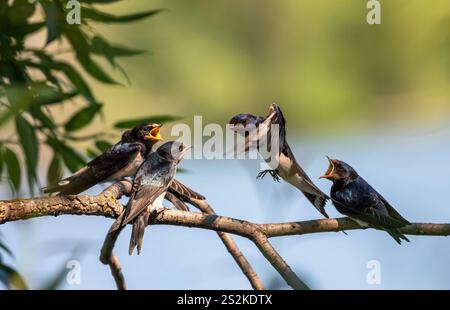 la rondine di barn ha portato gli insetti nel becco ai suoi pulcini seduti su un ramo e si nutre Foto Stock