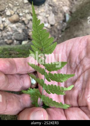 Felce da legno marginale (Dryopteris marginalis) Foto Stock