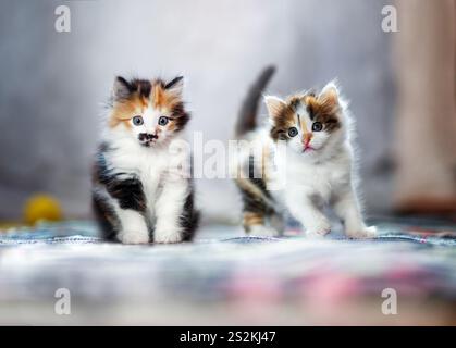 due piccoli gattini morbidi seduti sul pavimento e con un aspetto attento e giocoso Foto Stock