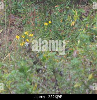 Maryland Golden-aster (Chrysopsis mariana) Foto Stock