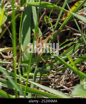 Ragno lupo rabbioso (Rabidosa rabida) Foto Stock