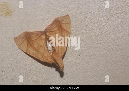 Goto di loper della grande vite (Eulithis gracilineata) Foto Stock