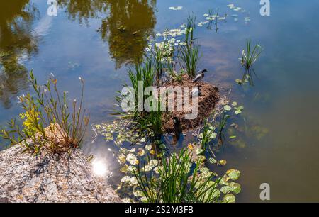 Scena sul fiume Wornitz con anatre su una piccola isola circondata da piante d'acqua e ninfee che riflettono la luce del sole. Foto Stock