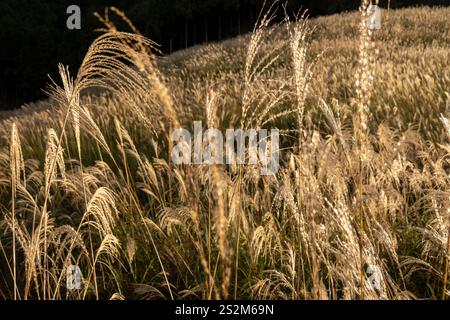 Campi di erba di Sengokuhara pampas nel Parco Nazionale Fuji Hakone Izu ad Hakone in Giappone Foto Stock