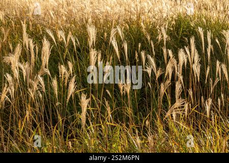 Campi di erba di Sengokuhara pampas nel Parco Nazionale Fuji Hakone Izu ad Hakone in Giappone Foto Stock