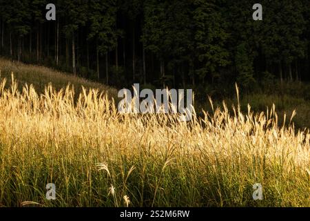 Campi di erba di Sengokuhara pampas nel Parco Nazionale Fuji Hakone Izu ad Hakone in Giappone Foto Stock