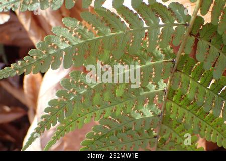 Felce da legno marginale (Dryopteris marginalis) Foto Stock