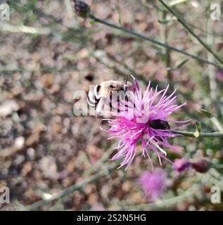 Ape da scarificatore a quattro strisce (Amegilla quadrifasciata) Foto Stock