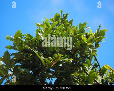 Frutta al burro (Diospyros blancoi) Foto Stock