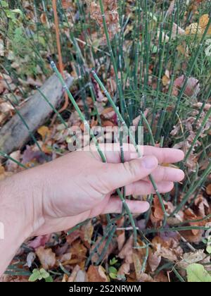 Scouringrush occidentale (Equisetum iemale affine) Foto Stock