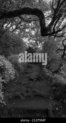 Una fotografia in bianco e nero di un sentiero della foresta con gradini naturali che conducono verso l'alto, incorniciati da rami di alberi ritorti. L'illuminazione soffusa migliora il myst Foto Stock