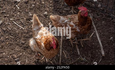 Un gruppo di galline brune che si nutrono su una superficie sporca, circondate da paglia e detriti naturali in un recinto di fattoria sotto la luce naturale del sole. Foto Stock