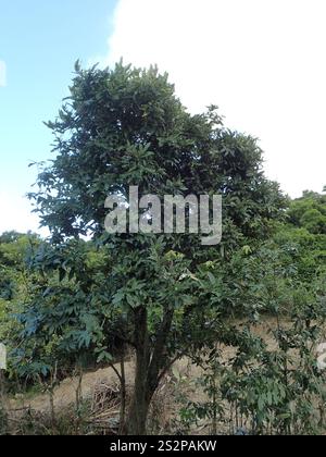 Frutta al burro (Diospyros blancoi) Foto Stock