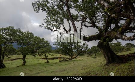 Un paesaggio panoramico caratterizzato da antichi alberi ricoperti di muschio in un lussureggiante prato verde sotto un cielo nuvoloso, con bestiame al pascolo in lontananza. Foto Stock