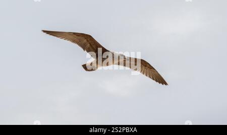 Un gabbiano catturato a metà volo contro un cielo pallido e coperto, mostrando le sue ali spalmate e la grazia naturale in movimento. Foto Stock