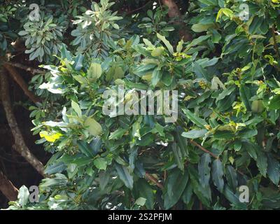 Frutta al burro (Diospyros blancoi) Foto Stock