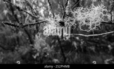 Un primo piano bianco e nero di rami di alberi ricoperti di licheni in una foresta. L'intricata consistenza del lichene crea una composizione naturale e soffice. Foto Stock