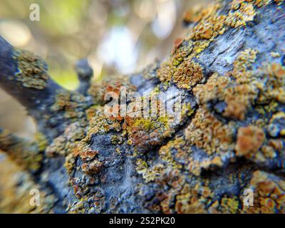Sunburst Lichen con cuscinetto a spillo (Polycauliona polycarpa) Foto Stock