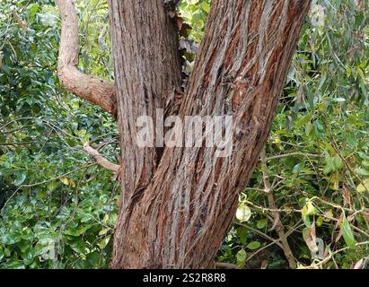 Corteccia rossa (Eucalyptus macrorhyncha) Foto Stock