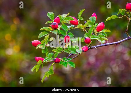 primo piano dei frutti di rosa appesi al ramo contro il bokeh autunnale naturale Foto Stock