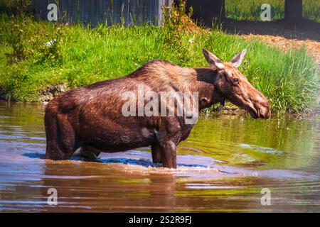 Alce femmina in piedi nello stagno nelle calde giornate estive, Quebec Canada Foto Stock