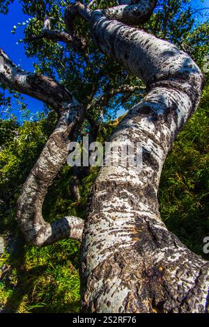 Un tronco d'albero con molta corteccia e poche foglie. Il tronco è molto lungo e ha molta consistenza Foto Stock