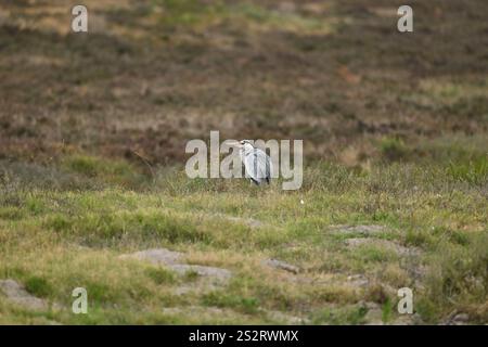 Aironi grigi nel paesaggio africano Foto Stock