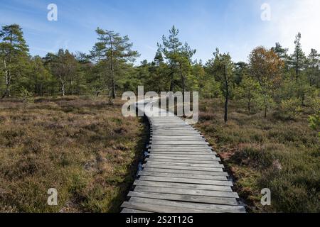 Sentiero di pianura attraverso il Moro Nero, i pini scozzesi (Pinus sylvestris), il cielo blu, vicino a Fladungen, riserva della biosfera bavarese di Roen, Baviera Foto Stock