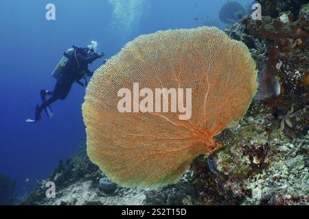 Immergiti esplorando un grande corallo gigante (Annella mollis) nelle profondità del mare, immergiti nel giardino dei coralli, Menjangan, Bali, Indonesia, Asia Foto Stock