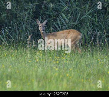 Capriolo (Capreolus capreolus), in piedi in un prato e guardando attentamente, fauna selvatica, bassa Sassonia, Germania, Europa Foto Stock