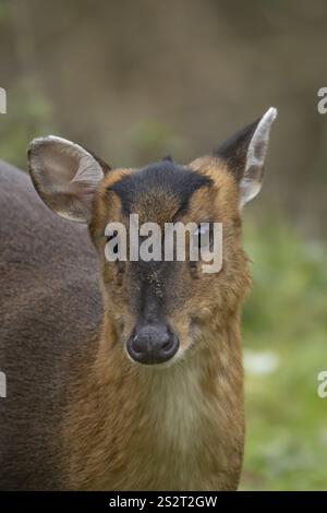 Muntjac Cervo (Muntiacus reevesi) ritratto della testa di animali adulti, Inghilterra, Regno Unito, Europa Foto Stock